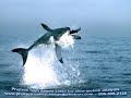Photron high speed video of fish Photron high speed video of fish