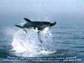 Photron high speed video of fish