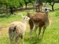 videos de Cavriglia Zoo  (AR)   Italy