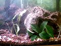 my freshwater tank (updated)