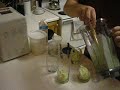 Avocado smoothies Avocado smoothies