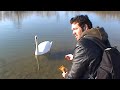 Soeren, der Schwan