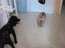 Yacky y Pinky Yacky y Pinky