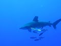 Longimanus curioso