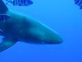 videos de Longimanus curioso