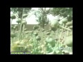 Military Helping Afghan Farmers Grow Opium Poppies! View Video
