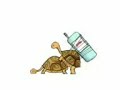 tortugas .. rapidas?