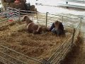 Shetland mare foaling