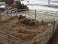 Shetland mare foaling