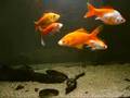 meine ehemaligen Goldfische