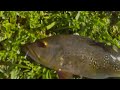 Peacock Bass comes right out of grass