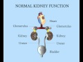 Normal Kidney Function
