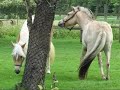 Haflinger ankie Haflinger ankie