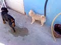 perro sacar a perrita a minar 1