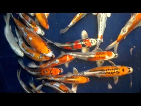 Madankoi mix kikukuryu 35-40cm