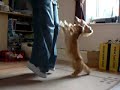 Mabel the dancing dachshund