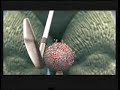 samurai versus