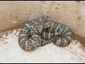 Baby Speckled Rattlesnake in Phoenix Arizona