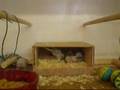 Baby Budgies Love Making A Mess!