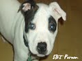 The Staffordshire Bull Terrier Film!