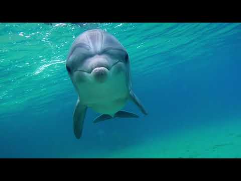 L'uomo delfino (trailer italiano)