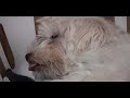 Angel_Nursing.mov