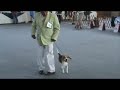 Beagle Per� - Canela en Exposici�n: 182�
