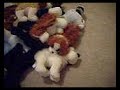 my retired webkinz!
