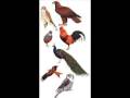 Species of Birds Species of Birds