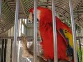 Macaw Says Hello
