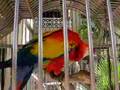 Macaw Says Hello