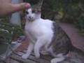 Angry Cat