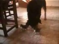 Rottweiler y gatitos