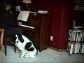 うたう犬動画