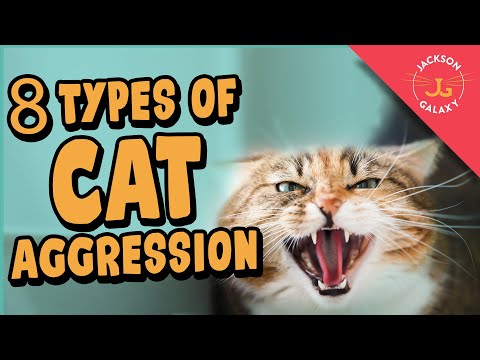 8 Types of Cat Aggression Explained!
