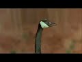 Winged Migration Video Winged Migration Video