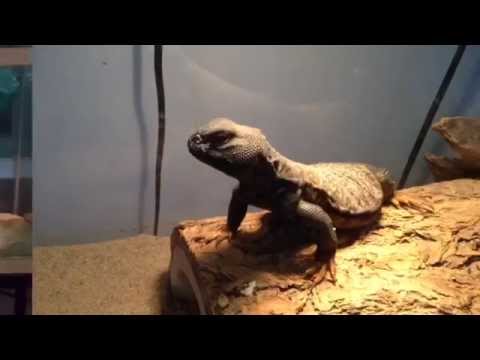how to care for a uromastyx