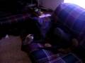 videos de Great Dane vs. Hedgehog (stuffy)