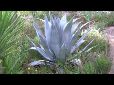 how to replant agave