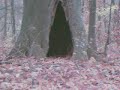 UNKNOWN Wild Cat /mystery Black Panther?