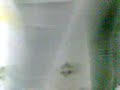 rabudona.3gp