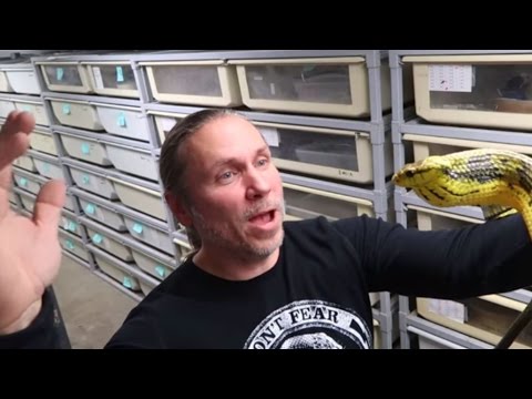 YouTube reptile video