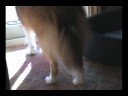 Random Videos of Truly-10 months Random Videos of Truly-10 months