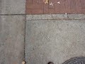 Sidewalk Video by Gary Kachadourian, 1
