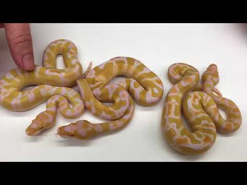 YouTube reptile video
