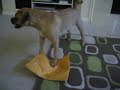 Puggles, Texas Ranger Opens A Package