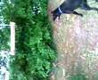 Flying Doggy :s
