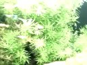 Segundo vídeo do aquário plantado chamado de 