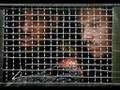 Egypt's Jailer
