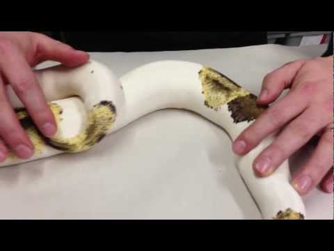 YouTube reptile video